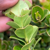 Syzygium rotundifolium Arn.